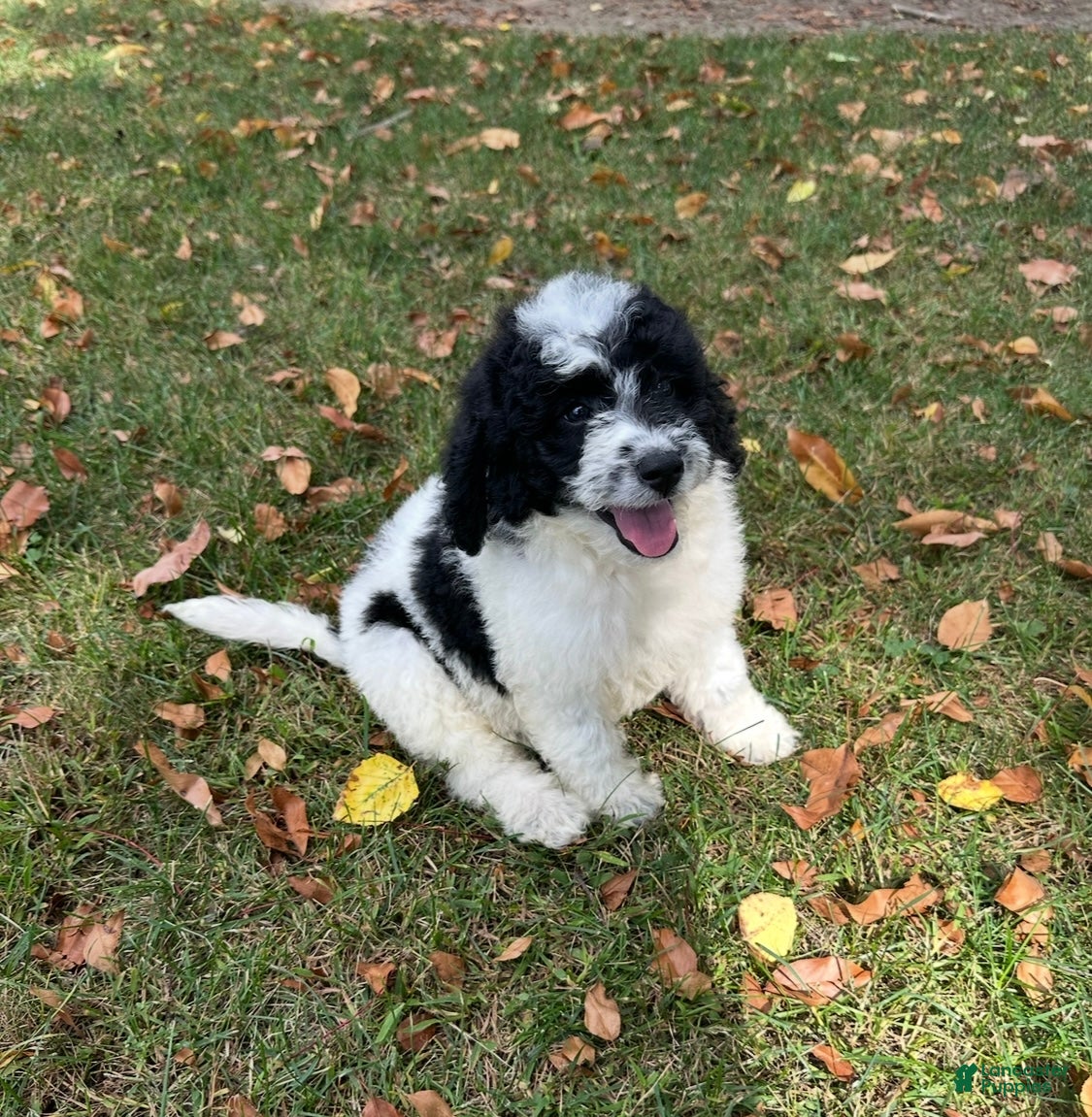 Mini Aussiedoodle dogs Mini Aussiedoodle Puppy 1 - Ad 39
