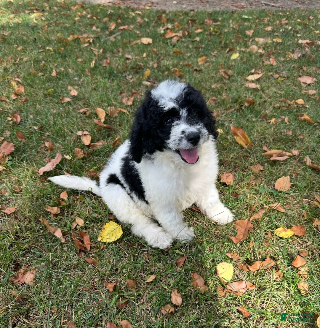 Mini Aussiedoodle dogs for sale: Mini Aussiedoodle Puppy 1 - Ad 1
