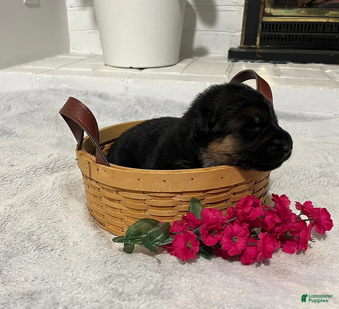 German Shepherd dogs for sale: Rocky - Ad 1