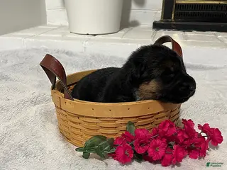 German Shepherd dogs Rocky - Ad 1