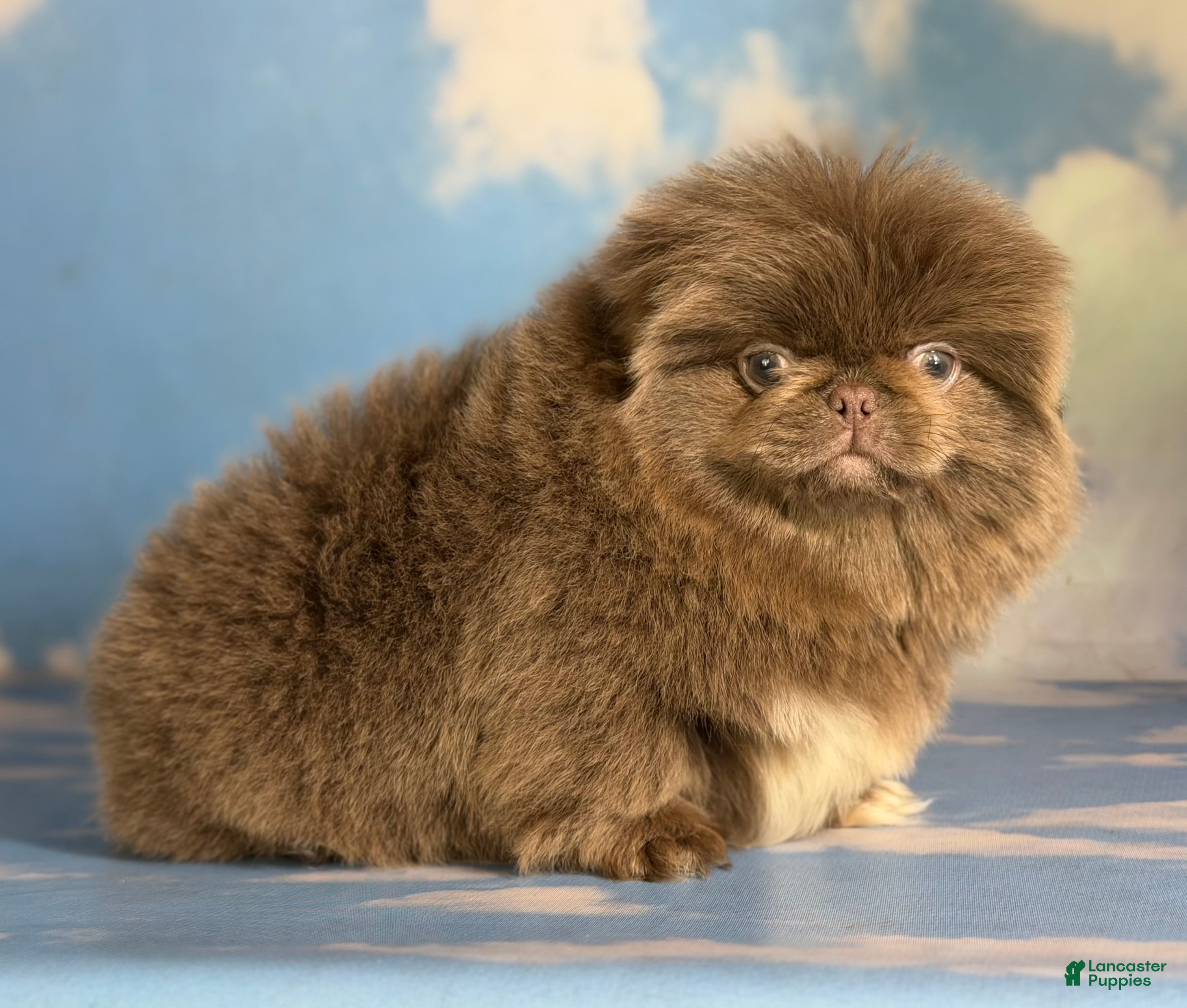 Pekingese dogs AKC DNA OFA Buddy lilac - Ad 5