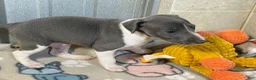 Italian Greyhound dogs for sale: Chase AKC - Ad 2