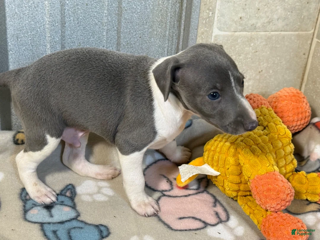 Italian Greyhound dogs for sale: Chase AKC - Ad 2