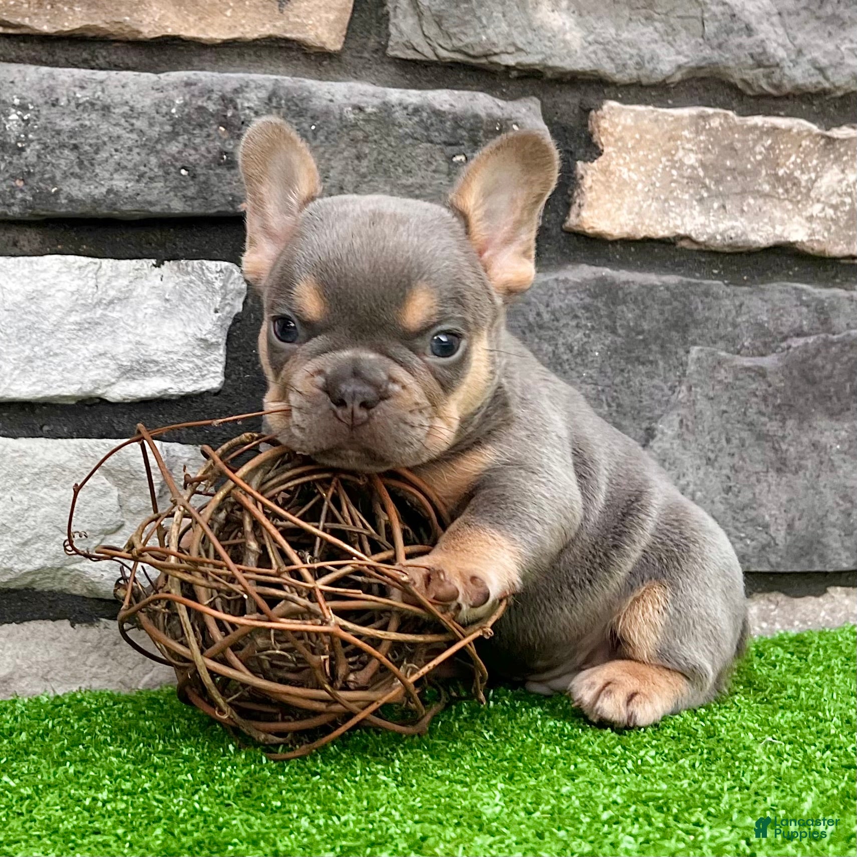 French Bulldog dogs Turbo - Ad 1