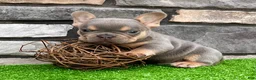 French Bulldog dogs for sale: Turbo - Ad 1