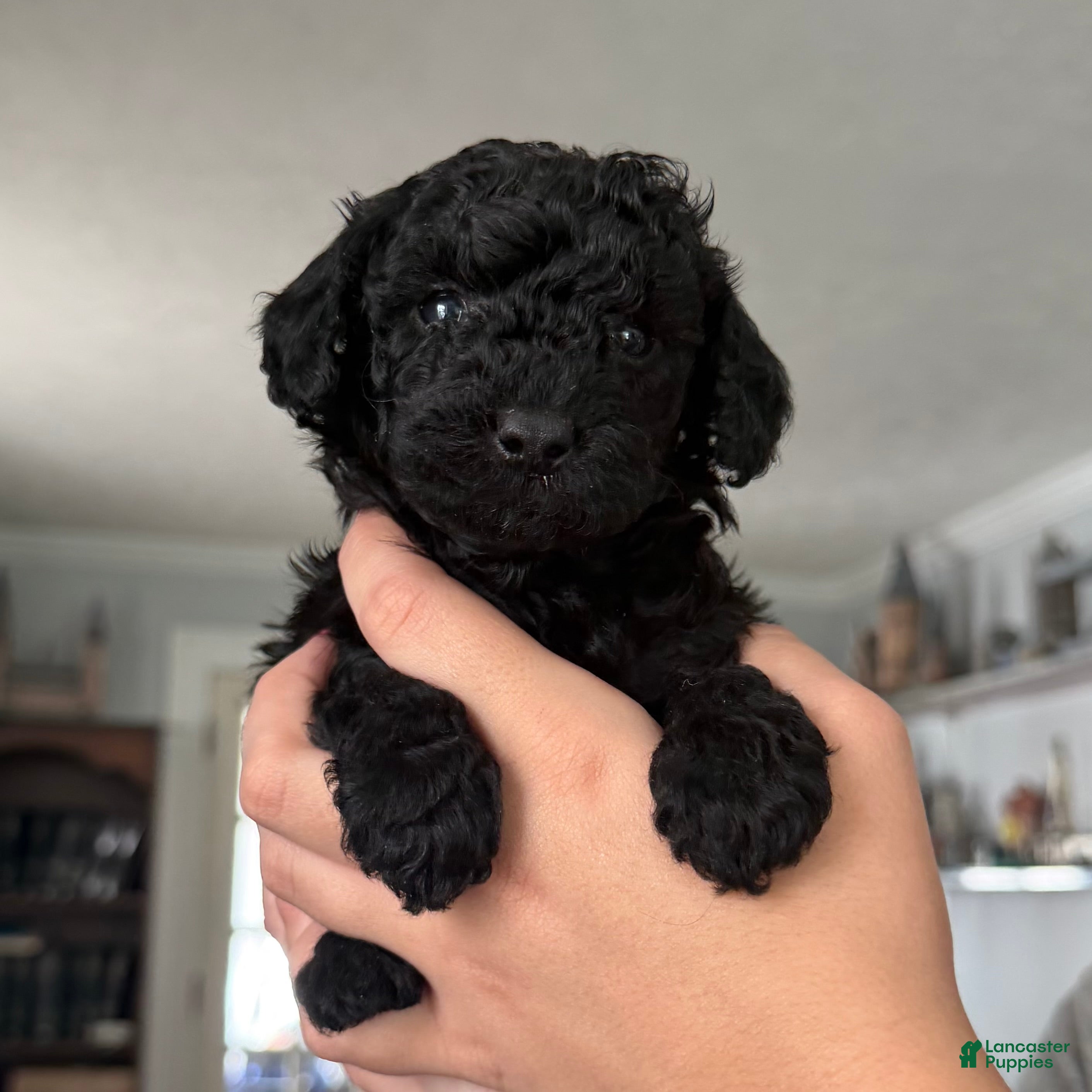 Yorkiepoo dogs Luna - Ad 2