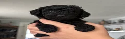 Yorkiepoo dogs for sale: Luna - Ad 2