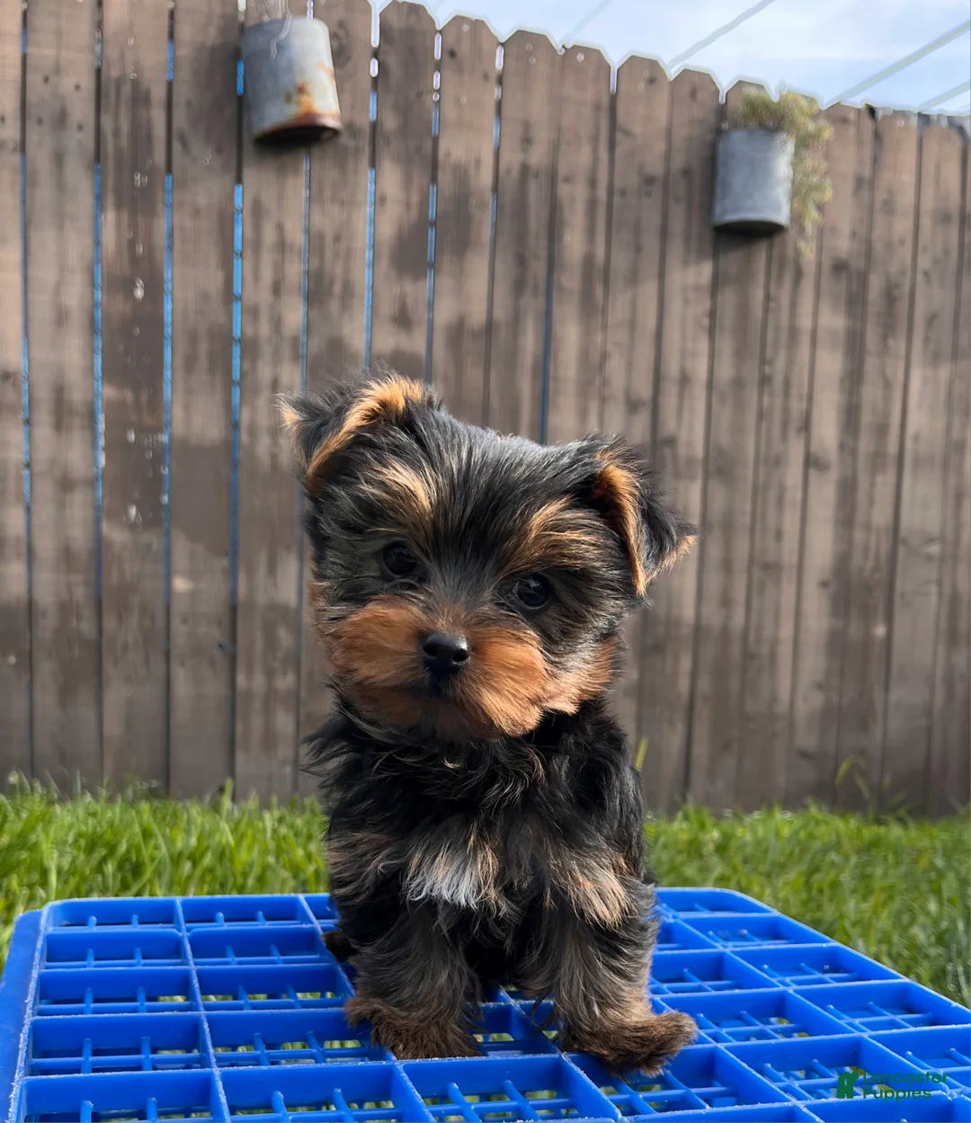 Yorkshire Terrier dogs for sale: AKC Yorkshire Terrier Puppy 1 - Ad 4