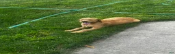 Mixed Breed dogs for sale: Goldie - Ad 5