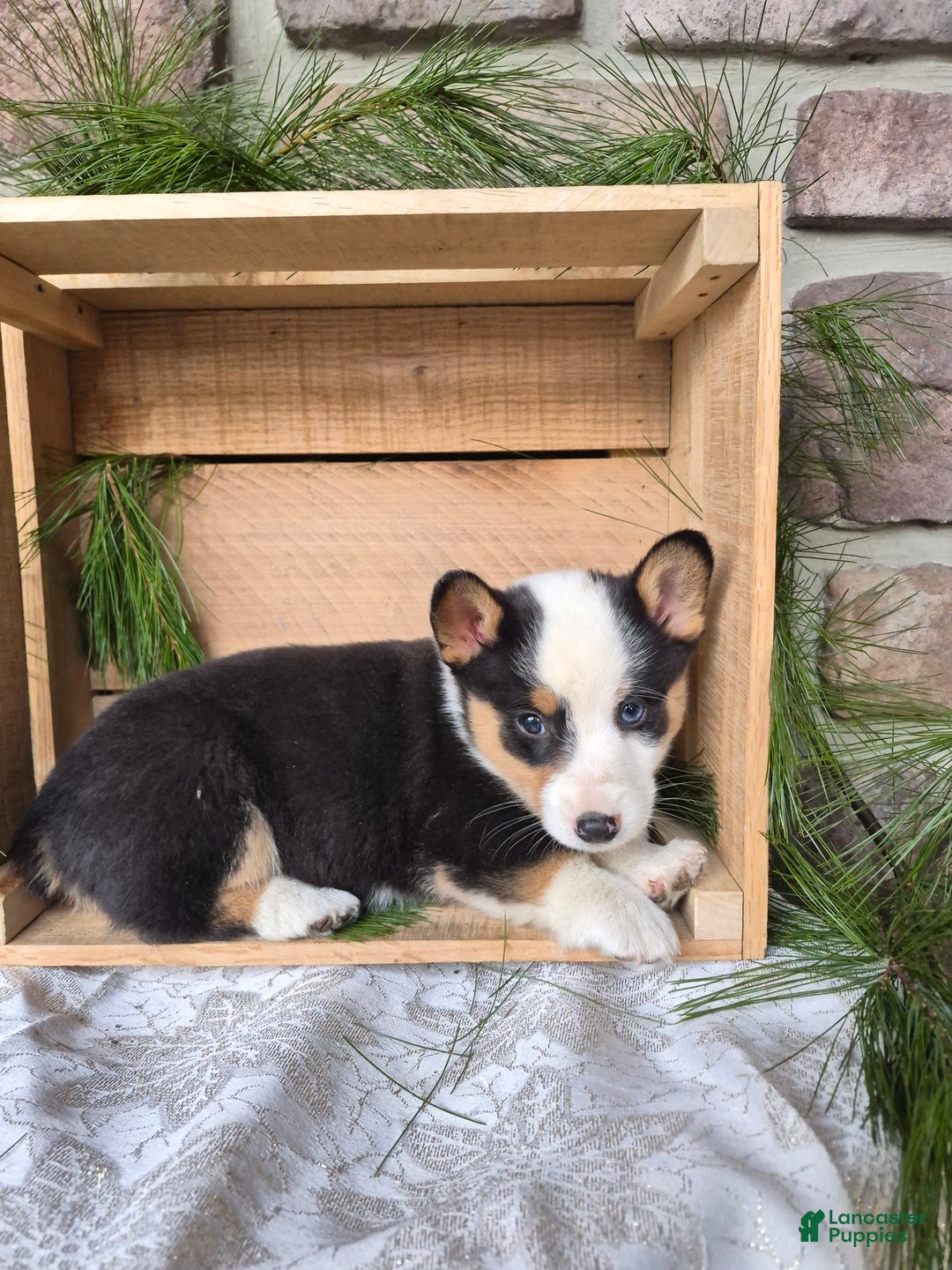 Welsh Corgi Pembroke dogs for sale: Rebel - Ad 3