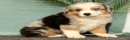 Miniature Australian Shepherd dogs for sale: Jimmy - Ad 4