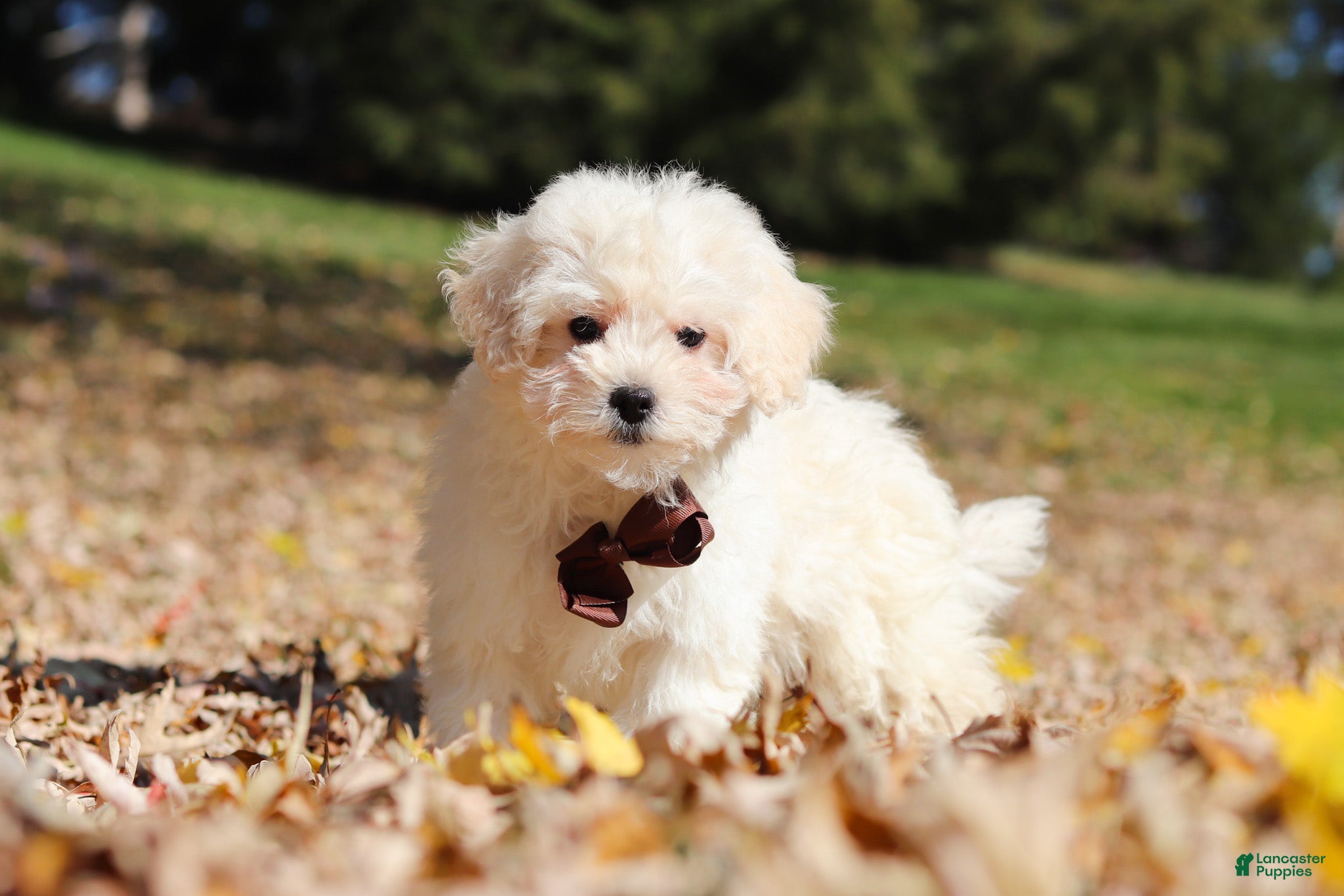 Maltipoo dogs for sale: Casey - Ad 2