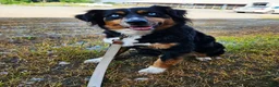 Australian Shepherd dogs for sale: Fox - Ad 2