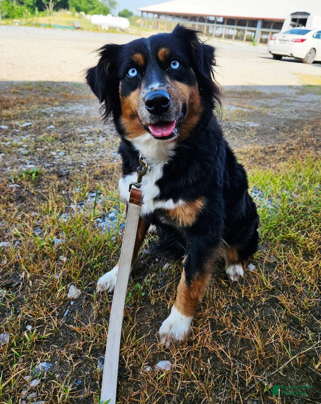Australian Shepherd dogs for sale: Fox - Ad 2