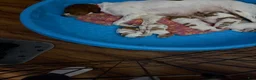 Brittany Spaniel dogs for sale: Brittany Spaniel 4 - Ad 7
