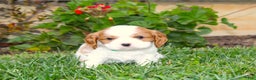 Cavalier King Charles Spaniel dogs for sale: Buddy - Genetic Tested Parents - Ad 15