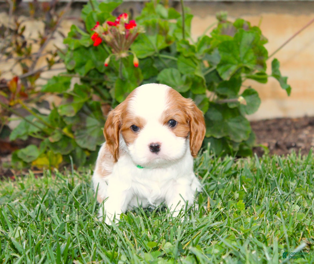 Cavalier King Charles Spaniel dogs for sale: Buddy - Genetic Tested Parents - Ad 15