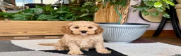 Mixed Breed dogs for sale: Cockapoo/Cavapoo male 2 - Ad 5
