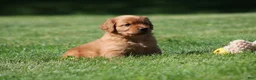 Golden Retriever dogs for sale: Frankie - Ad 9