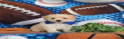 Maltipoo dogs for sale: Blaine 7 lbs Full Grown - Ad 4