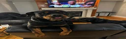 Rottweiler dogs for sale: Rottweiler Puppy 1 - Jax - Ad 2