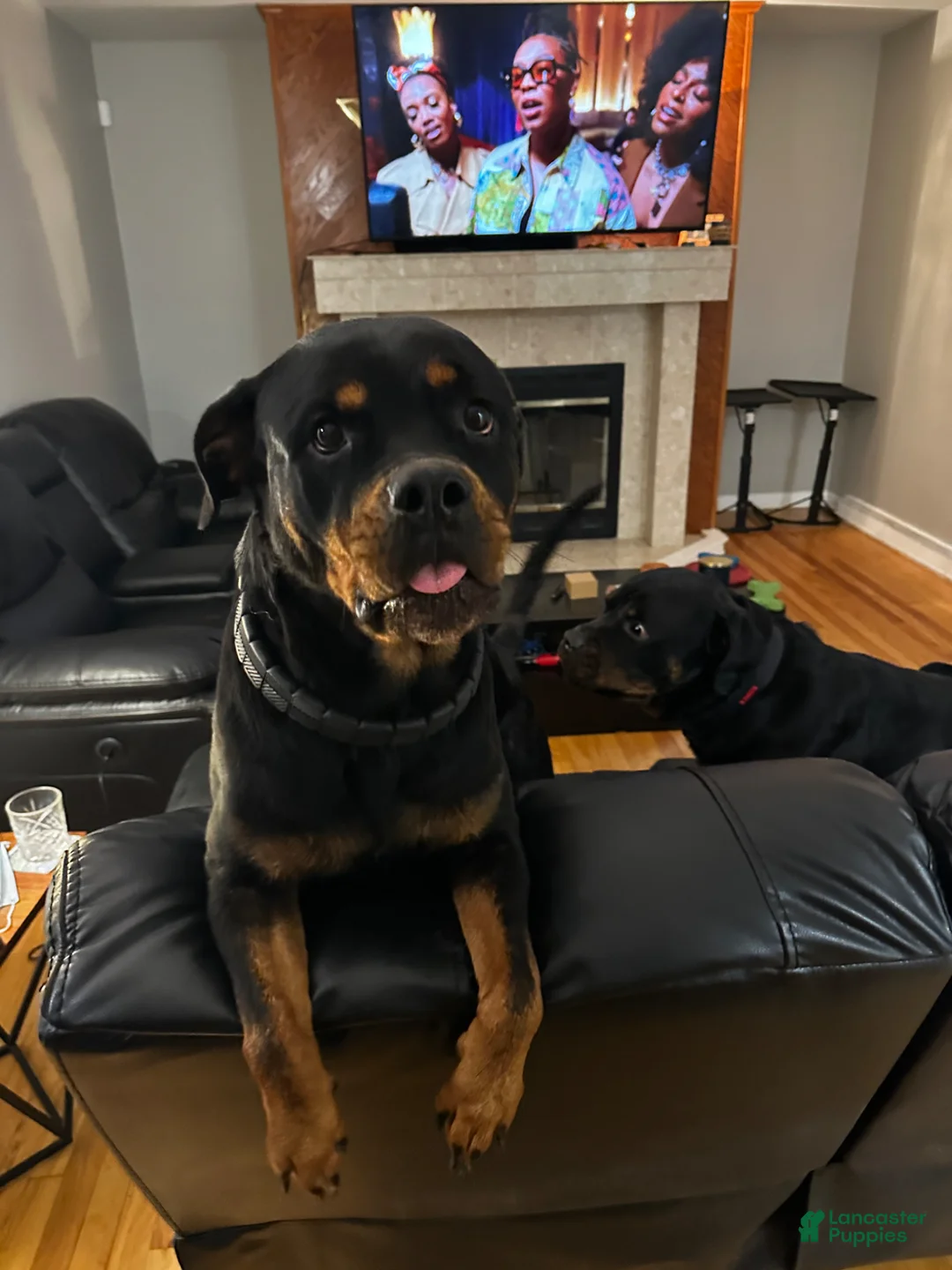 Rottweiler dogs for sale: Rottweiler Puppy 1 - Jax - Ad 2
