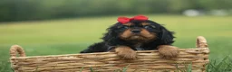 Cavalier King Charles Spaniel dogs for sale: Romeo 🐶 - Ad 4