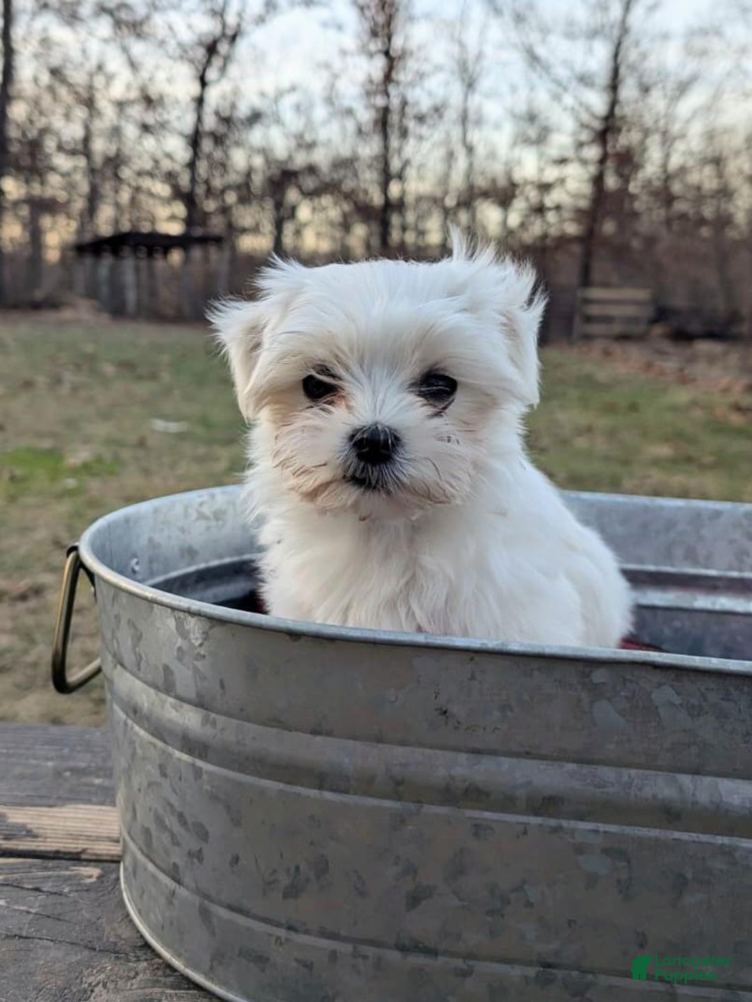 Maltese dogs for sale: Maltese Puppy 2 - Ad 2