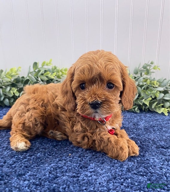 Cavapoo dogs Moe - Ad 1