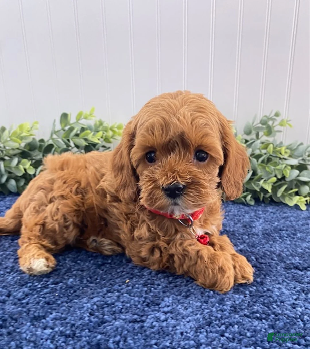 Cavapoo dogs for sale: Moe - Ad 1