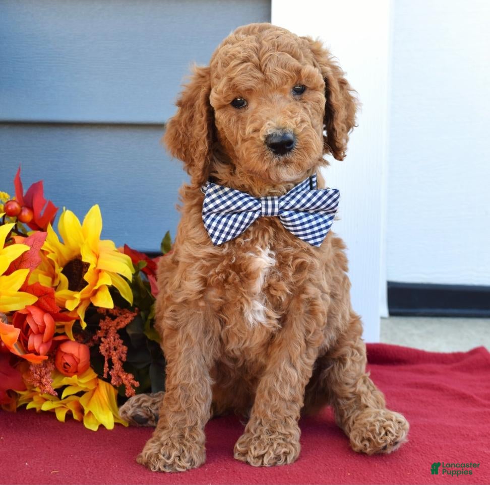 Standard Poodle dogs Mickey  - Ad 9