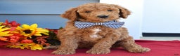 Standard Poodle dogs for sale: Mickey  - Ad 1