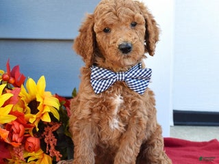 Standard Poodle dogs Mickey - Ad 28