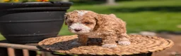 Miniature Poodle dogs for sale: Melody - Ad 12