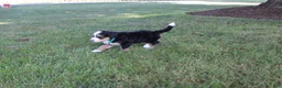 Bernedoodle dogs for sale: Sheldon - Ad 10