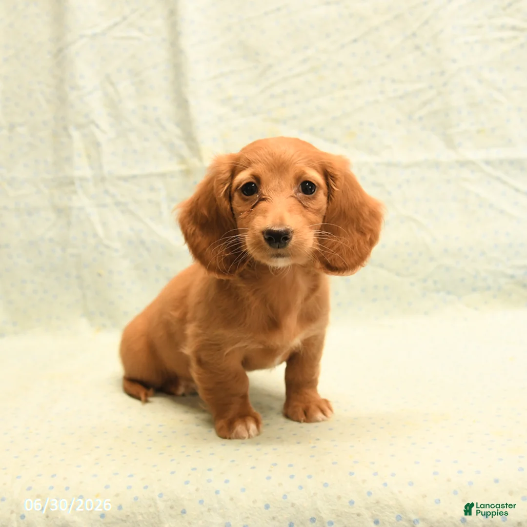 Dachshund dogs for sale: Faye - Ad 2