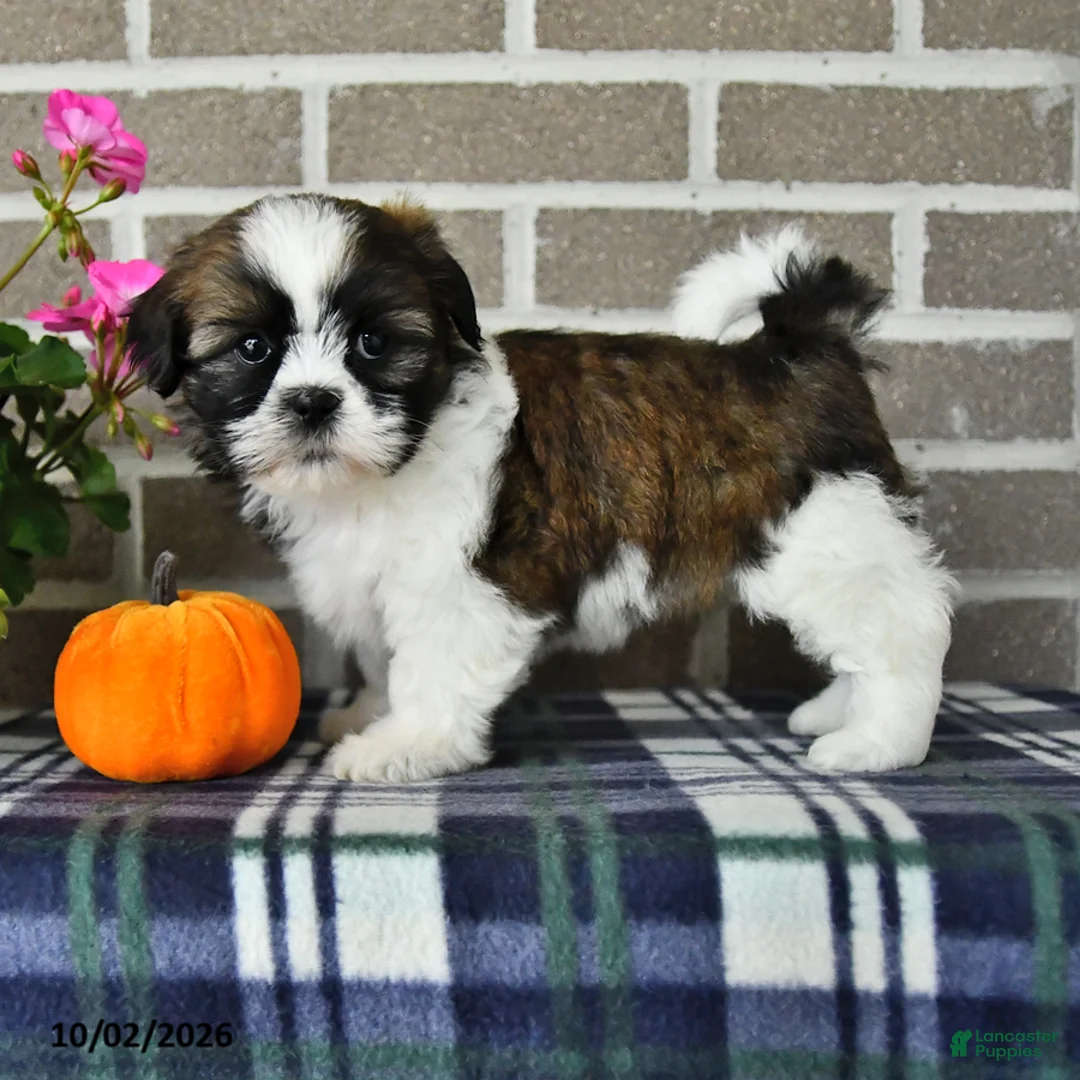 Shih Tzu dogs for sale: Cindy - Ad 1