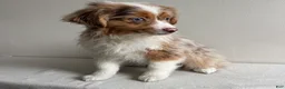 Toy Australian Shepherd dogs for sale: Khloe - Ad 3