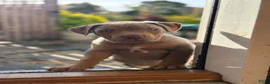 Mable