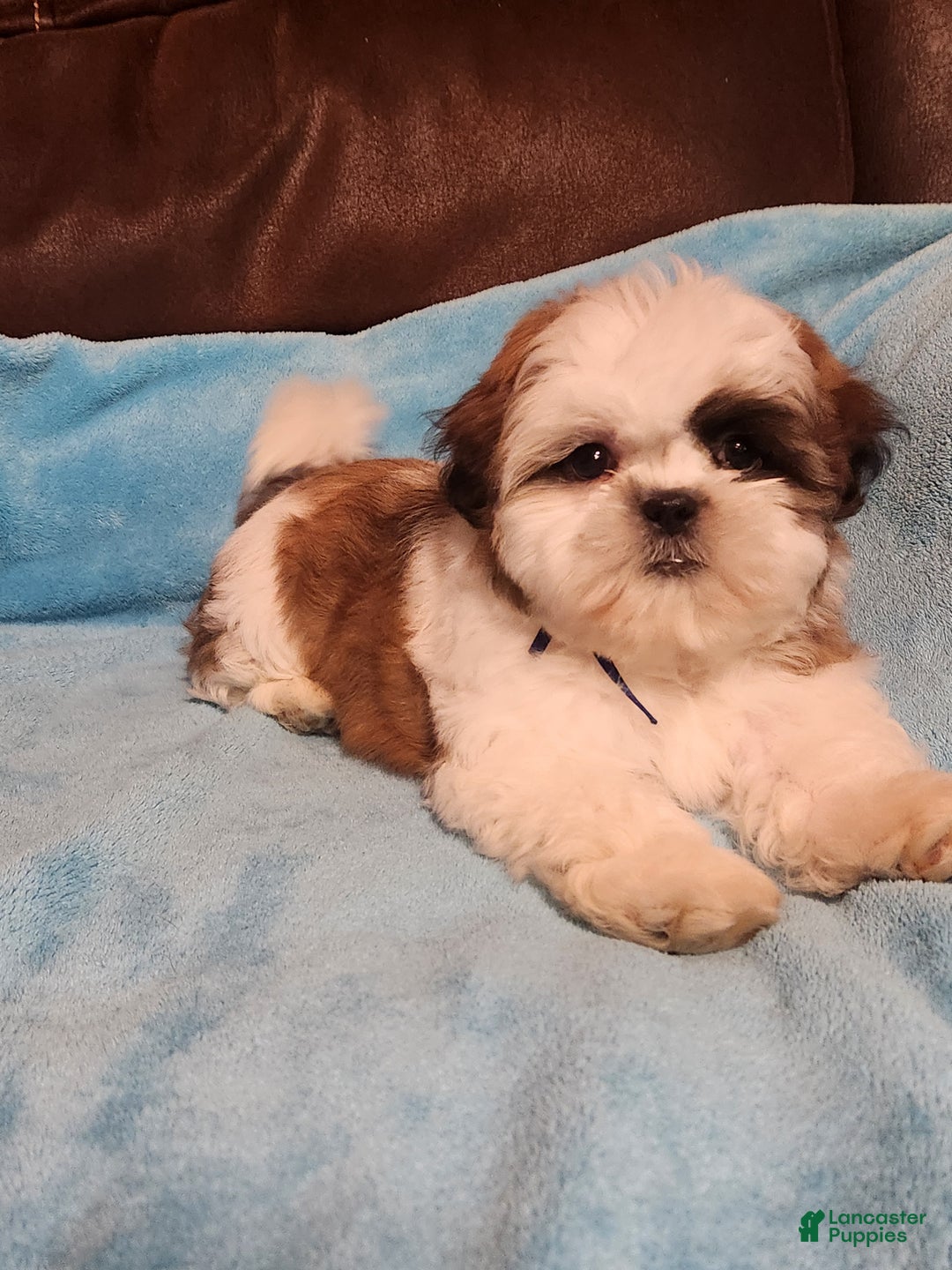 Shih Tzu dogs for sale: Shih Tzu Puppy 4 - Ad 2