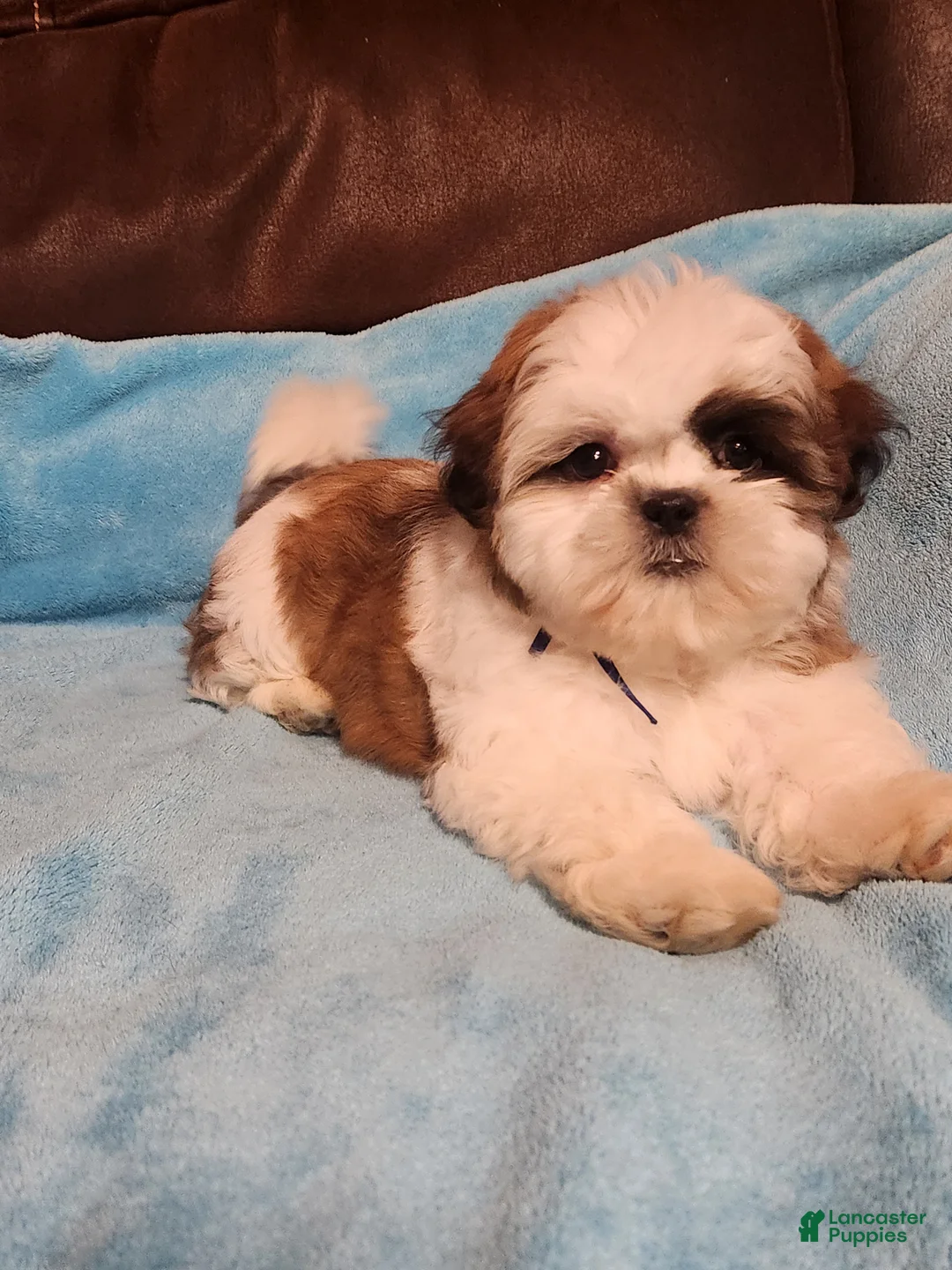 Shih Tzu dogs for sale: Shih Tzu Puppy 4 - Ad 2