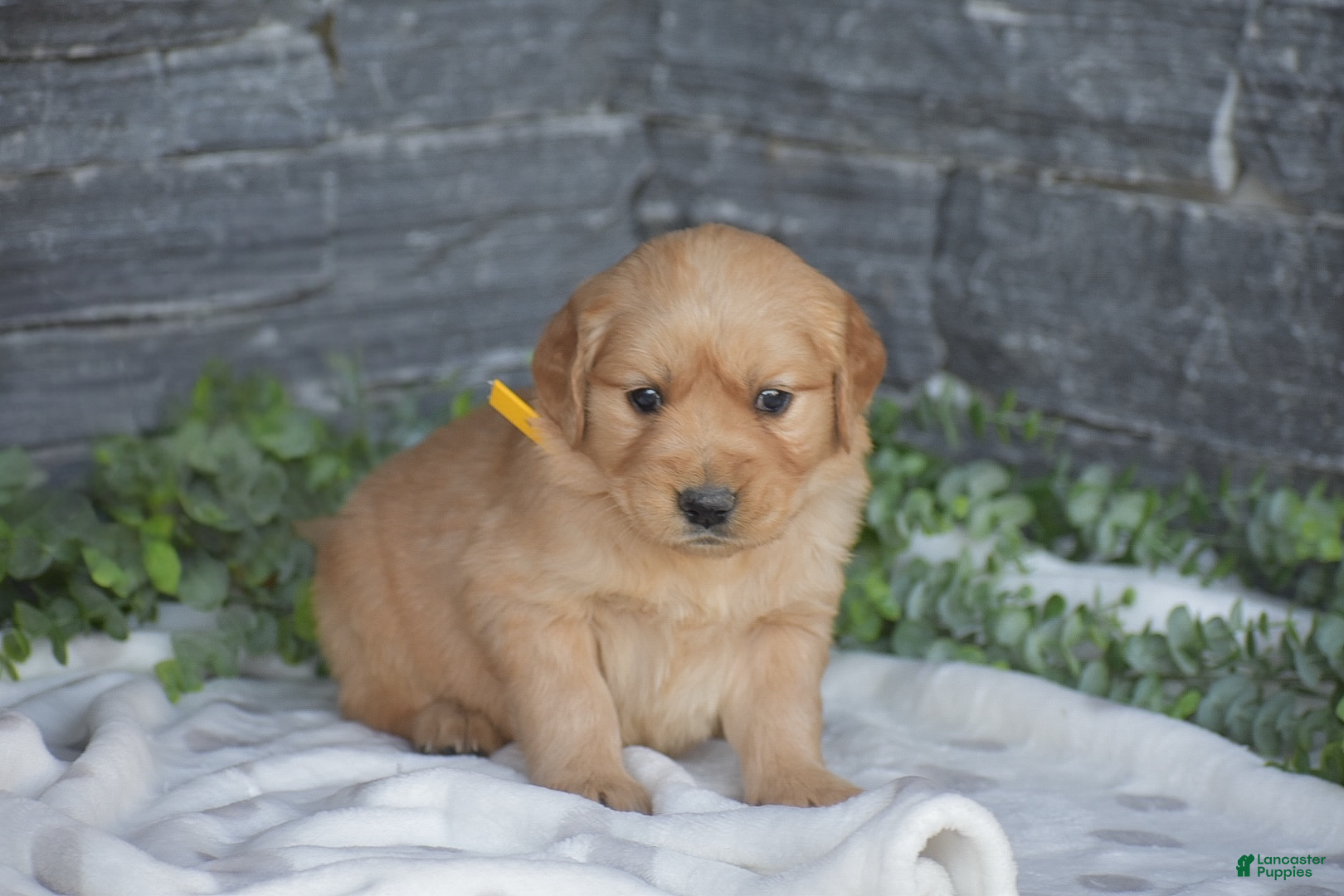 Golden Retriever dogs Bruce - Ad 1