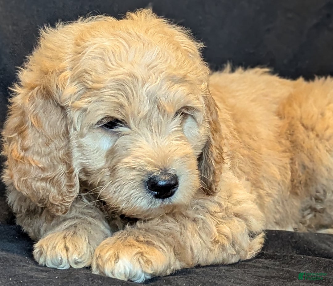 Goldendoodle dogs for sale: Bear  - Ad 6