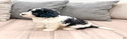 Miniature Poodle dogs for sale: Tucker - Ad 4