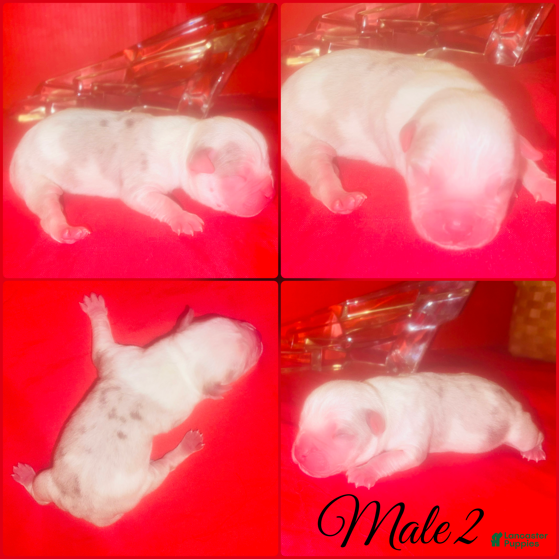 Bull Terrier