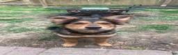 Mixed Breed dogs for sale: Mixed Breed Puppy 1 - Ad 4