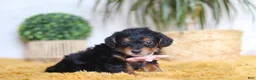 Yorkiepoo dogs for sale: Scarlett - Ad 6