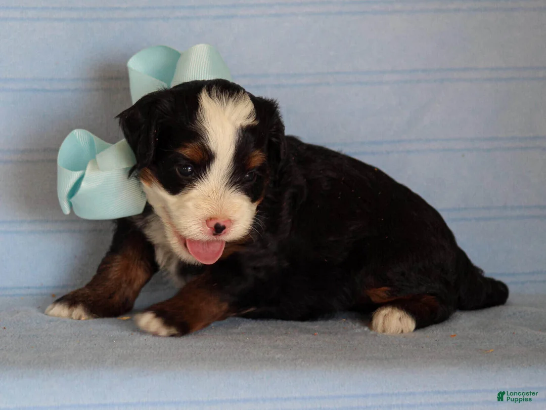 Mini Bernedoodle dogs for sale: Abner - Ad 2