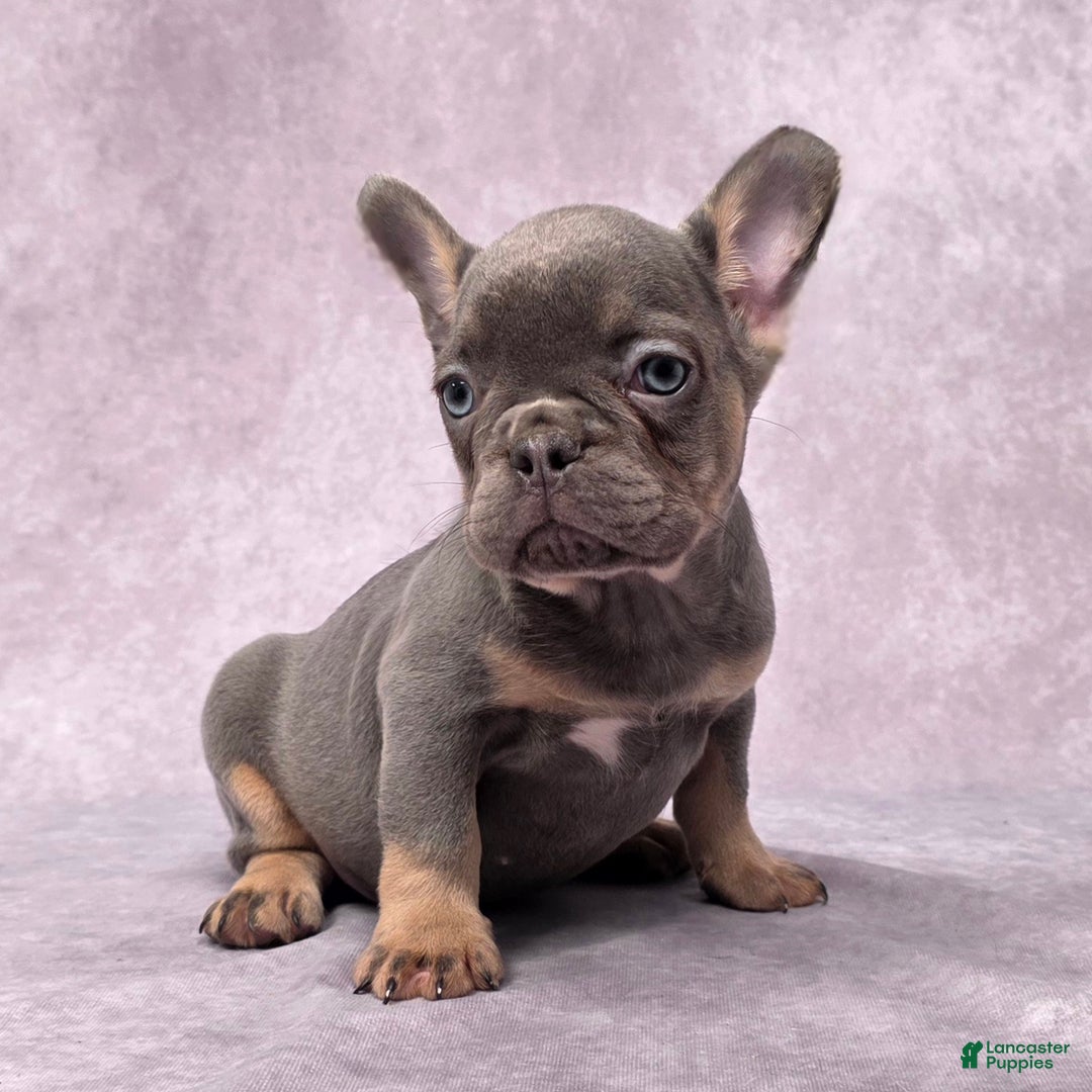 French Bulldog dogs for sale: Leo - Ad 2