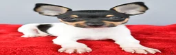 Toy Fox Terrier dogs for sale: Buster  - Ad 7